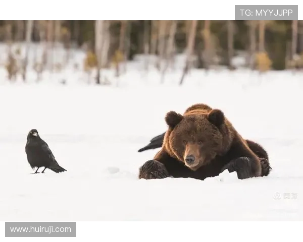 《熊嗨了》:当野生动物觉醒,一场颠覆想象的派对正等你加入! 《熊嗨了》:当野生动物觉醒,一场颠覆想象的派对正等你加入!