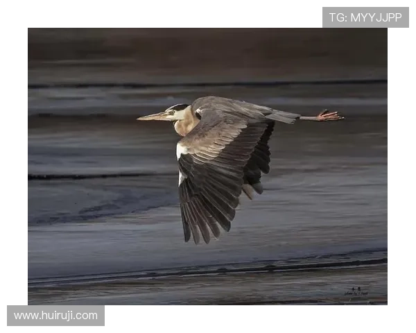 探寻“中鸟”的非凡世界:生命、艺术与未来的交响 探寻“中鸟”的非凡世界:生命、艺术与未来的交响