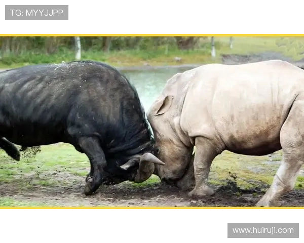 水牛：草原上的沉默巨兽，力量与温柔的和谐统一